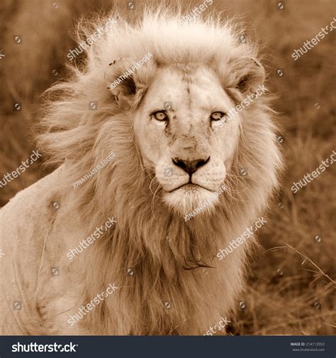 Big Pure White Male Lion This Stock Photo 214113553 - Shutterstock
