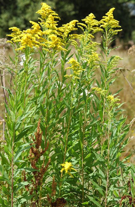 Le Solidage Du Canada Solidago Canadensis