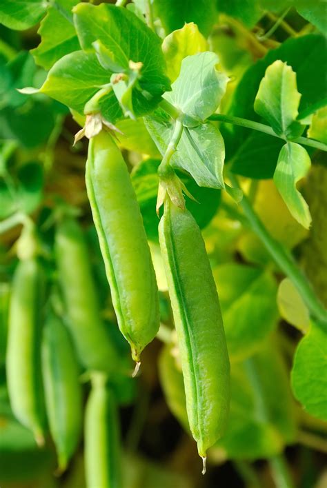 Peas and Beans Drop-in - Greener Kirkcaldy