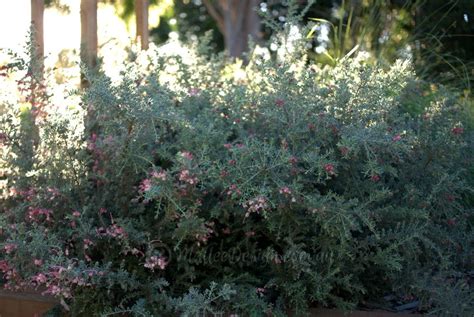 Showy Winter Flowers Grevillea Winter Delight Mallee Design