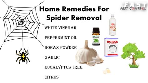 Natural Ways To Keep Spiders Away From Home Make Diy Spider Repellent Spray 2021 Youtube