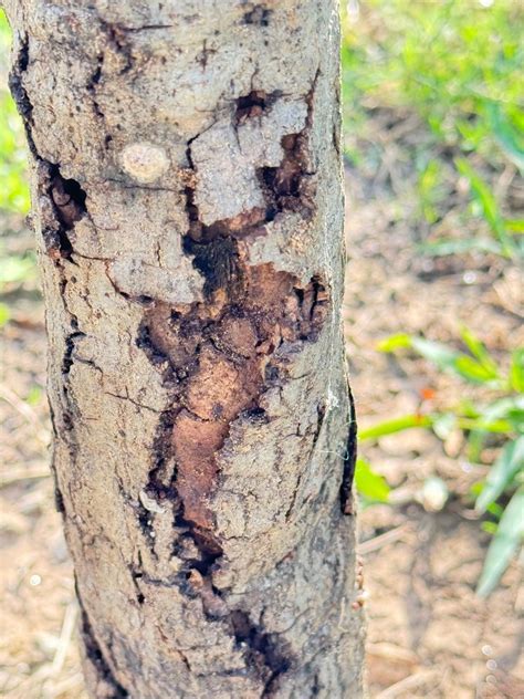 Shumard Oaks less than 2 years old dying? : r/marijuanaenthusiasts