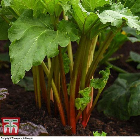 Rhubarb Giant Grooveless Crimson Spring Autumn Planting Thompson