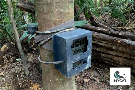 Camera Traps For Wildlife Conservation Globalgiving