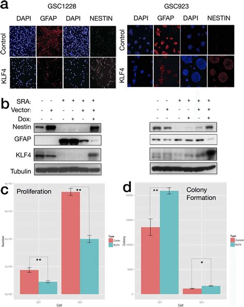 Klf Overexpression Blocks Gsc Differentiation By Ra Fbs In Vitro A