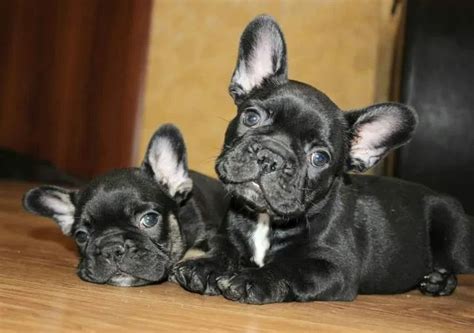 Bulldog francez cu pedigree bronarea щенки породы французкий бульдог ...