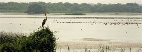 India Adds Five More Wetlands To Its List Of Ramsar Sites