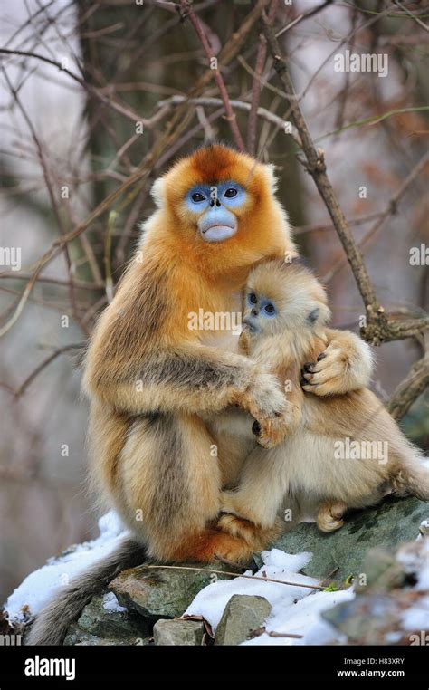 Golden Snub Nosed Monkey Rhinopithecus Roxellana Female Nursing Young