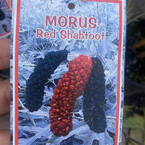 Morus Dwarf Red Shahoot Red Mulberry 3 3L Lushingtons