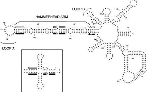 Peach Latent Mosaic Viroid Not So Latent Flores 2006 Molecular Plant Pathology Wiley