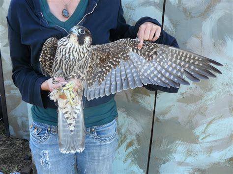 Peregrine Falcon | Golden Gate National Parks Conservancy