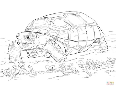 Tortoise Coloring Pages Coloring Home