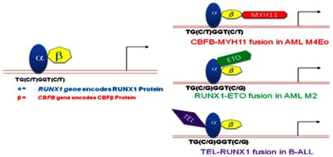 Figure Runx And Cbf Form A Dna Binding Heterodimeric Complex