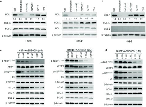 Mtor Inhibitor Azd8055 Selectively Suppresses Mcl 1 Expression In Tumor Download Scientific