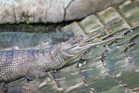 Gavial O Gavial O Cocodrilo De Pesca Gavialis Gangeticus Foto De