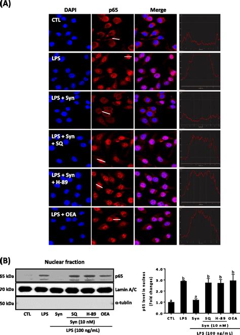 Inhibition Of Lps Induced P65 Translocation By Synaptamide Bv2 Murine Download Scientific