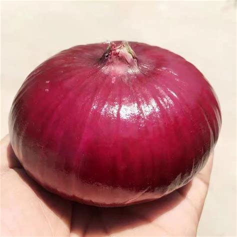 Purple Onion Seeds Suppliers - Purple Onion Seeds Manufacturers