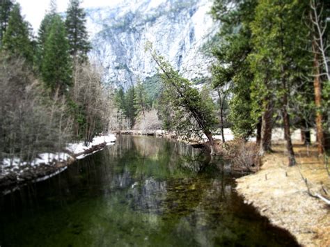 Green Leafed Tree Landscape California Yosemite National Park Hd