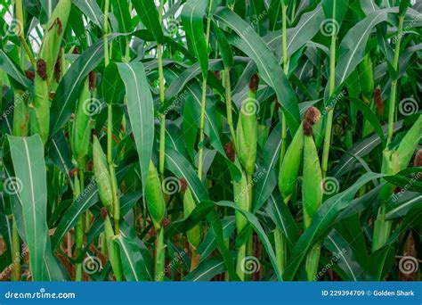 Plantas De Milho Jovens Num Campo Plantas De Milho Ou Milho Doce