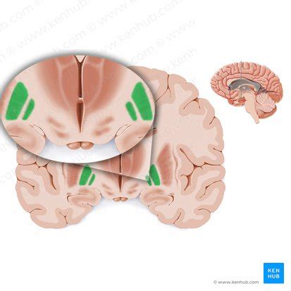 Globus pallidus: Anatomy and function | Kenhub