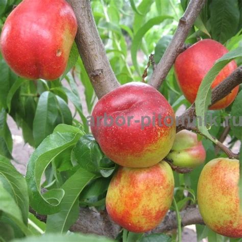 Саженцы нектарина Рубиновый купить в Москве и Подмосковье