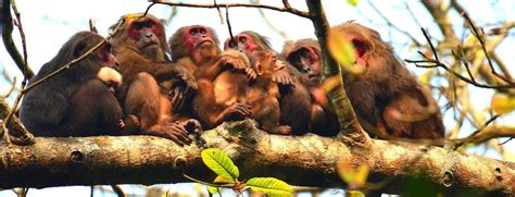Hoollongapar Gibbon Sanctuary Tourism (Jorhat) (2024 - 2025) - A ...