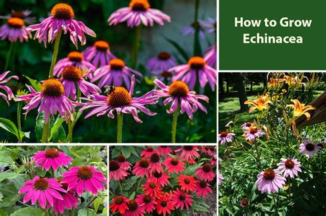 How To Grow Echinacea Coneflower From Seeds And Bulbs Embracegardening