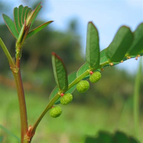 Funzionalità dellapparato urinario BOTANICALS IL PORTALE SULL