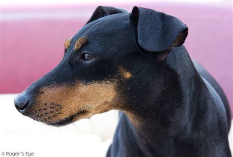 Manchester Terrier A Complete Guide To A True Terrier Animal Corner