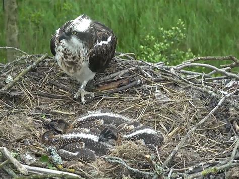 Dyfi Osprey Project Cam Wales Telyn And Her Th Flickr