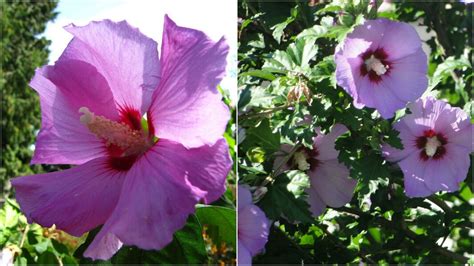 Hibiscus Syriacus Minerva Rose Of Sharon Established 3 Plants 35