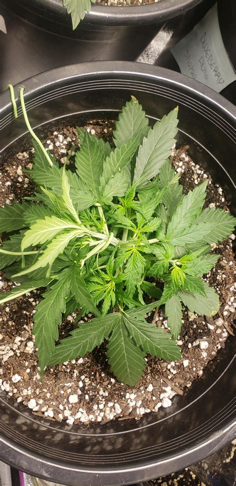 Some Light Lst Hows It Looking 🧐 Rautoflowers