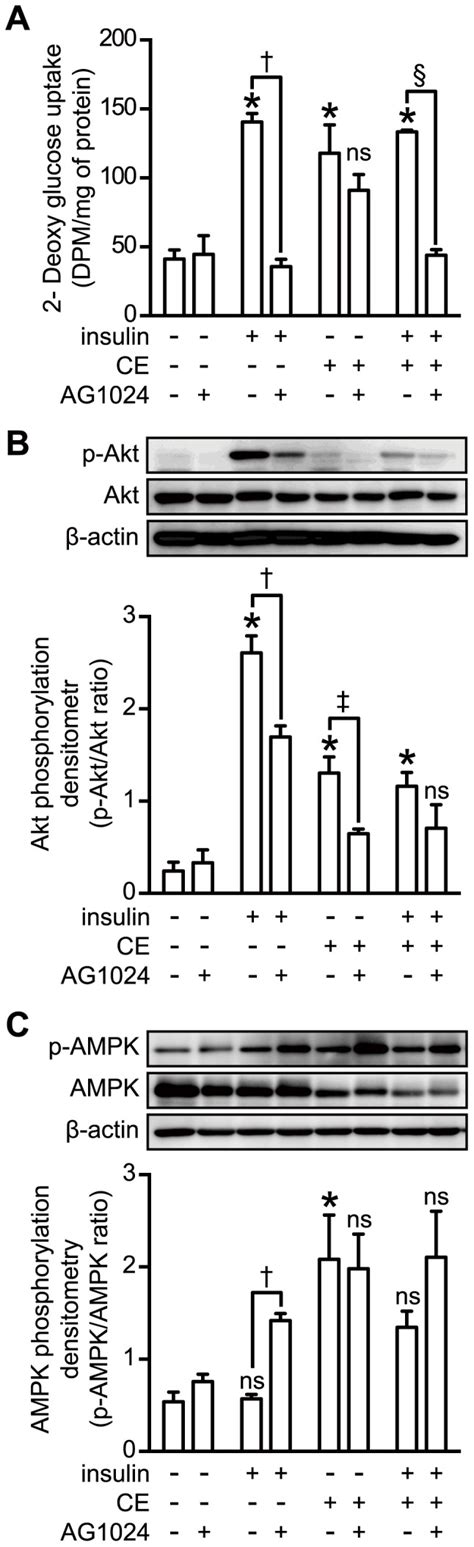 3t3 L1 Adipocytes Were Serum Starved For 16 H For The Inhibitor