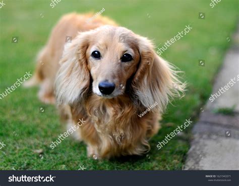 What Breed Is A Wiener Dog