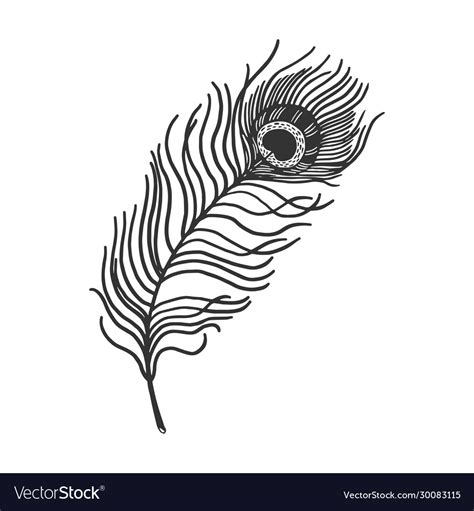 Peacock feather sketch Royalty Free Vector Image