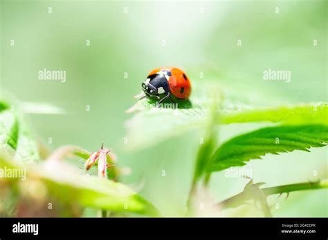 Macro Of A Ladybug Coccinella Magnifica On Verbena Leafs Eating