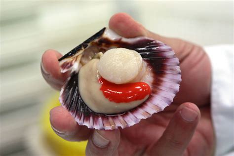 Concha De Abanico Scallops Vieiras Fan Shell With Argopecten