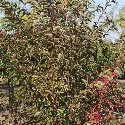 Prunus Subhirtella Autumnalis Rosea Higan Cseresznye Koplant