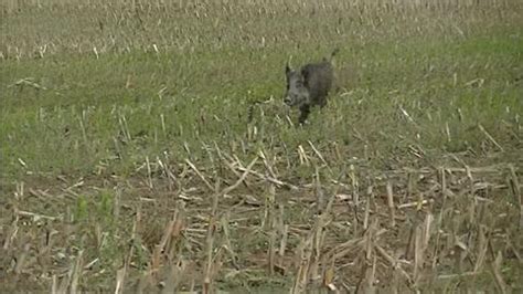 Chasse au sanglier aux chiens courants Vidéo Dailymotion