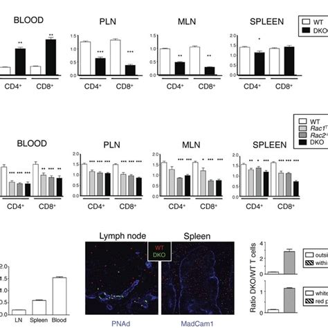 Rac1 And Rac2 Are Required For Chemokine Induced Chemotaxis And