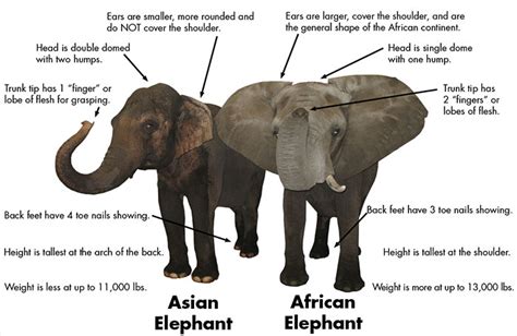 Asian vs. African Elephants | Trunk Truths