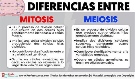 Diferencias Entre Mitosis Y Meiosis