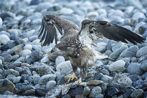 Bald Eagle In Flight In Mid Air Stock Image Image Of Midair Eagle