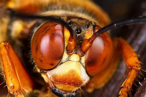 Cicada Killer Wasp Vs Asian Giant Hornet 5 Key Differences