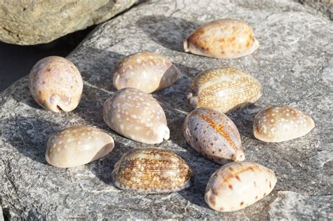 Cowrie Shells For Sale | Cowrie Shells Wholesale