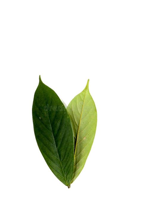 Leaf Tuba Root Derris Thai White Background In Studio Stock Photo