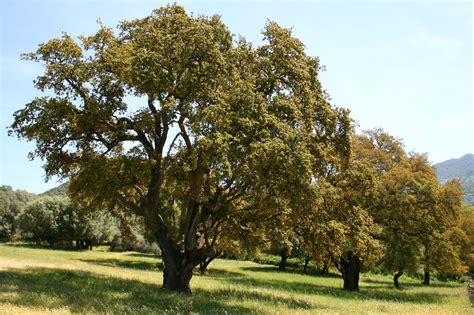 12 Nombres De árboles De Hoja Perenne