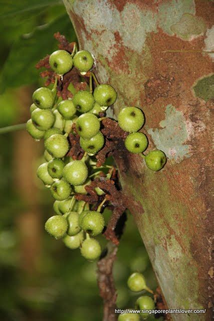 Singapore Plants Lover: Wild fig tree