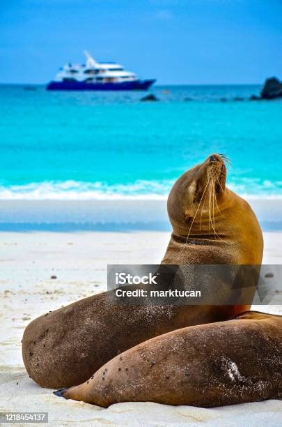 Singa Laut Galapagos Bersantai Di Pantai Di Kepulauan Galapagos Foto