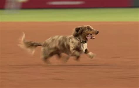 A Wiener Dog Running Wild On A Baseball Field Is Inspiring